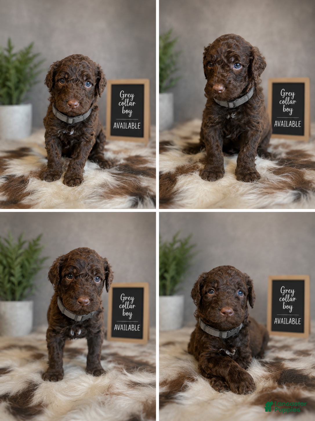 Labradoodle dogs for sale: Labradoodle Grey Collar boy  - Ad 1