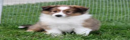 Shetland Sheepdog dogs for sale: Brice Shetland Sheepdog Puppy  - Ad 5