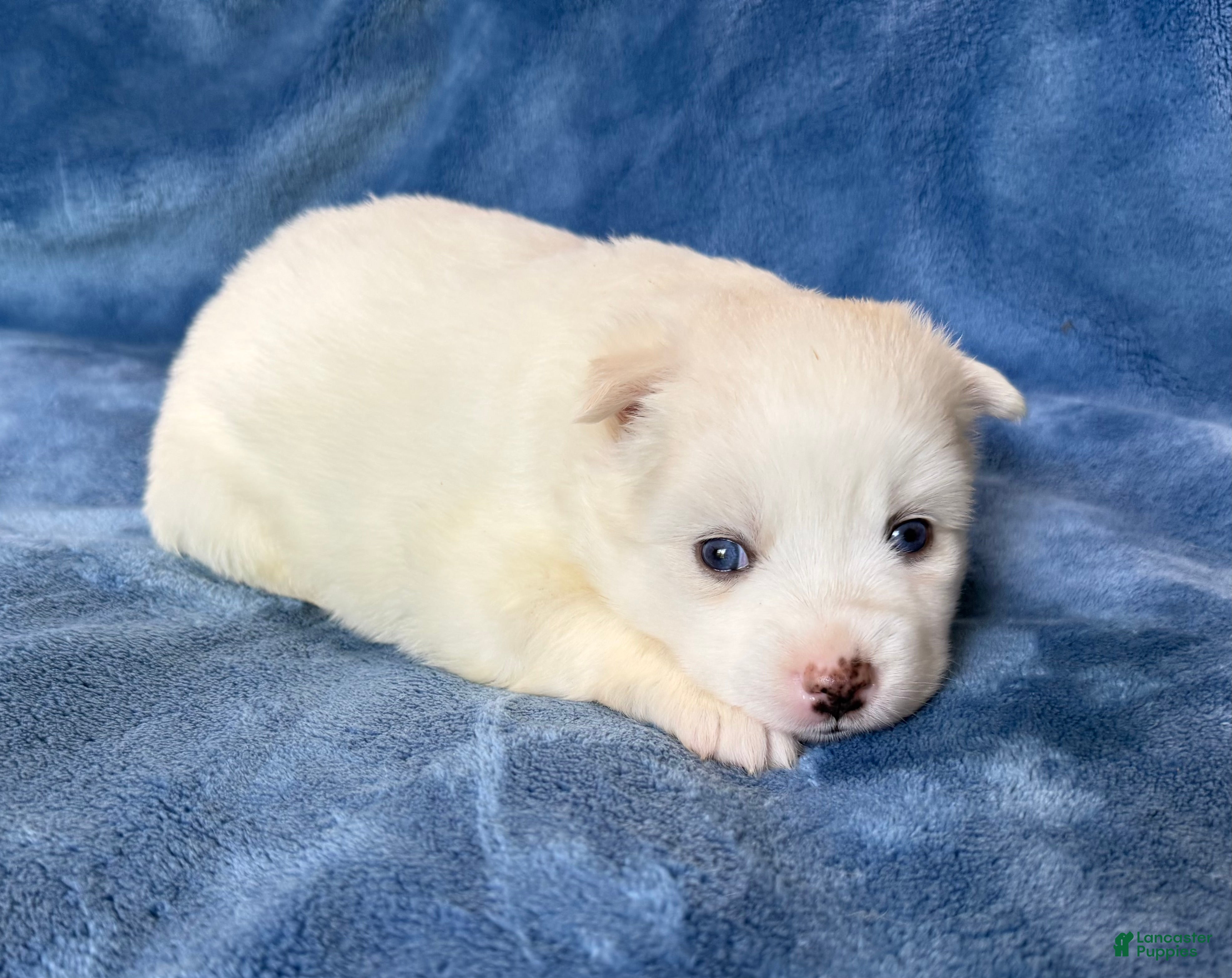 Pomsky dogs Ophelia - Ad 1