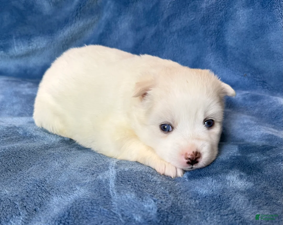 Pomsky dogs for sale: Ophelia - Ad 1