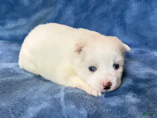 Pomsky dogs for sale: Ophelia - Ad 1