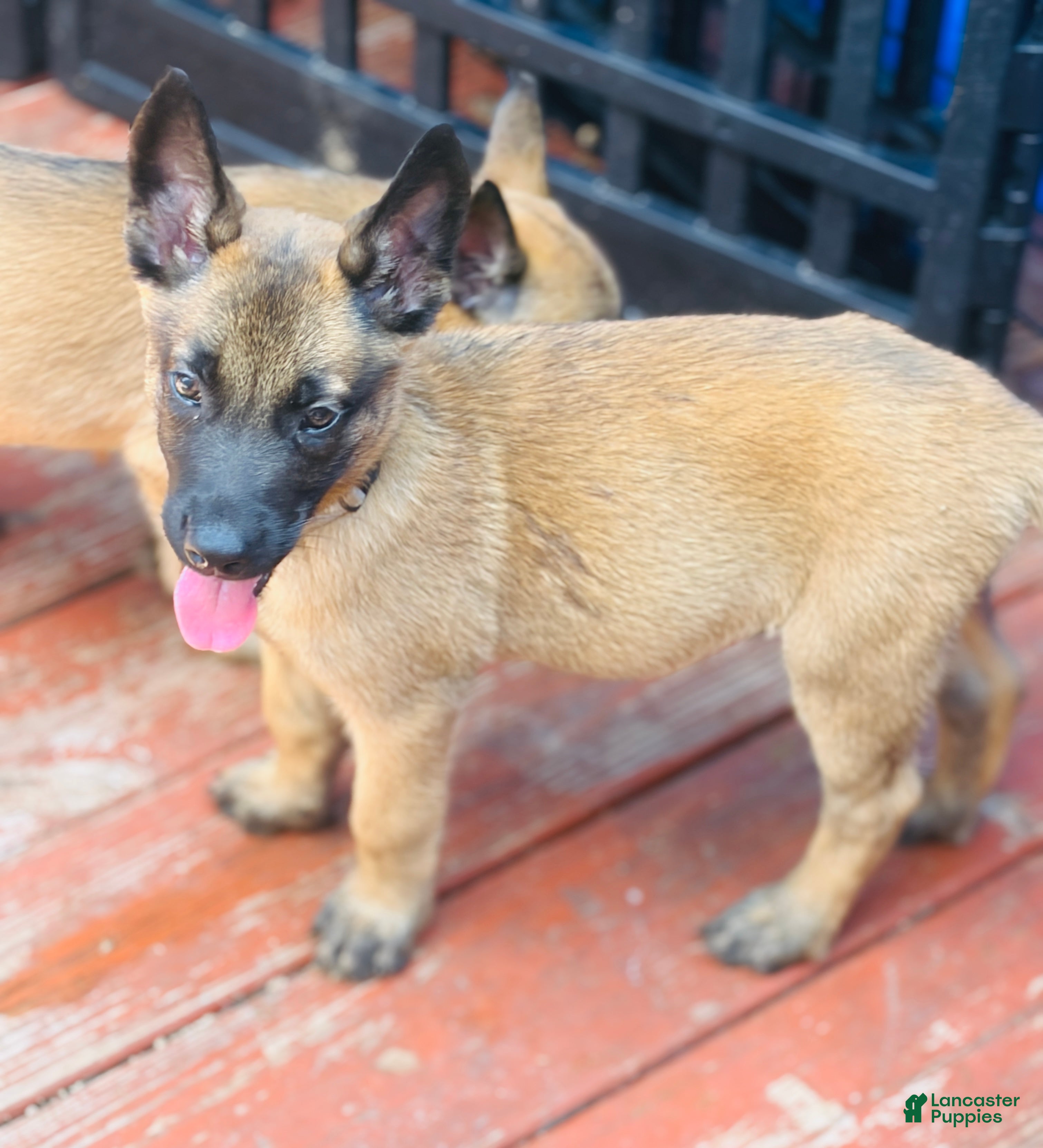 Belgian Malinois dogs Puppy 3 - Ad 2