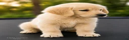 Golden Retriever dogs for sale: Golden Retriever 2 - Ad 2
