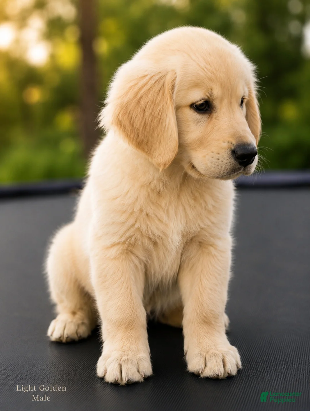 Golden Retriever dogs for sale: Golden Retriever 2 - Ad 2