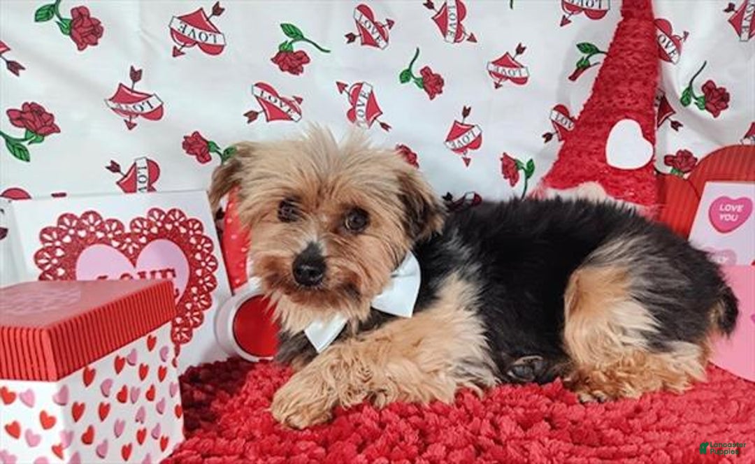 Morkie dogs for sale: Morkie Puppy 2 - Ad 8