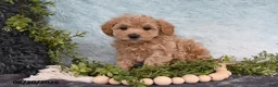 Havapoo dogs for sale: Starlight - Ad 2