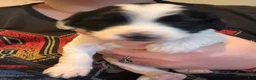 Bichpoo dogs for sale: Hershey - Ad 9