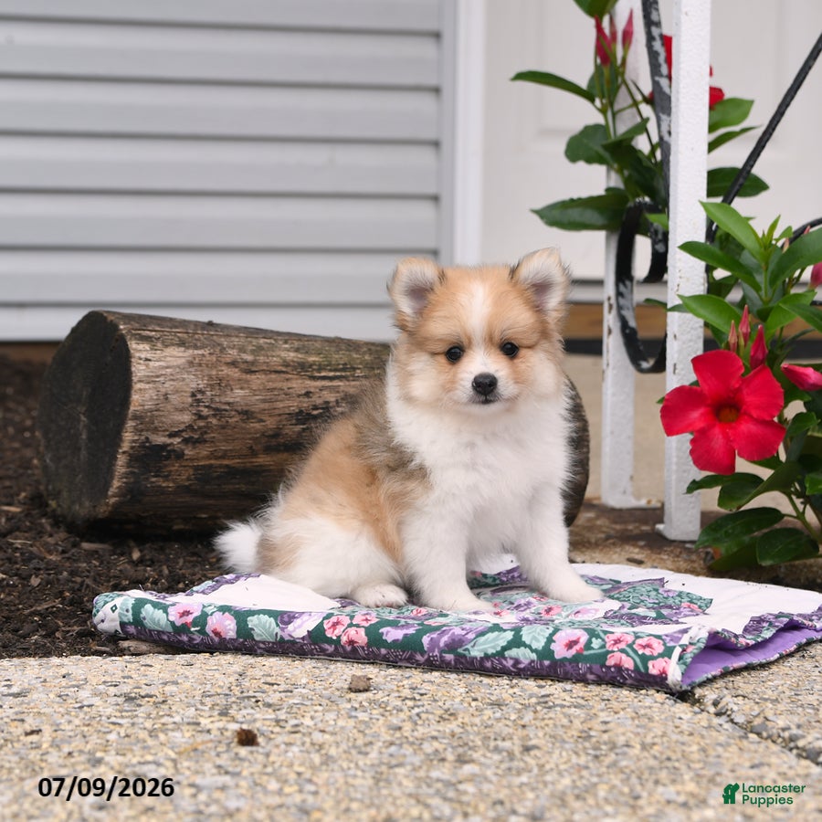Pomeranian dogs Poppy - Ad 2