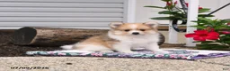 Pomeranian dogs for sale: Poppy - Ad 2
