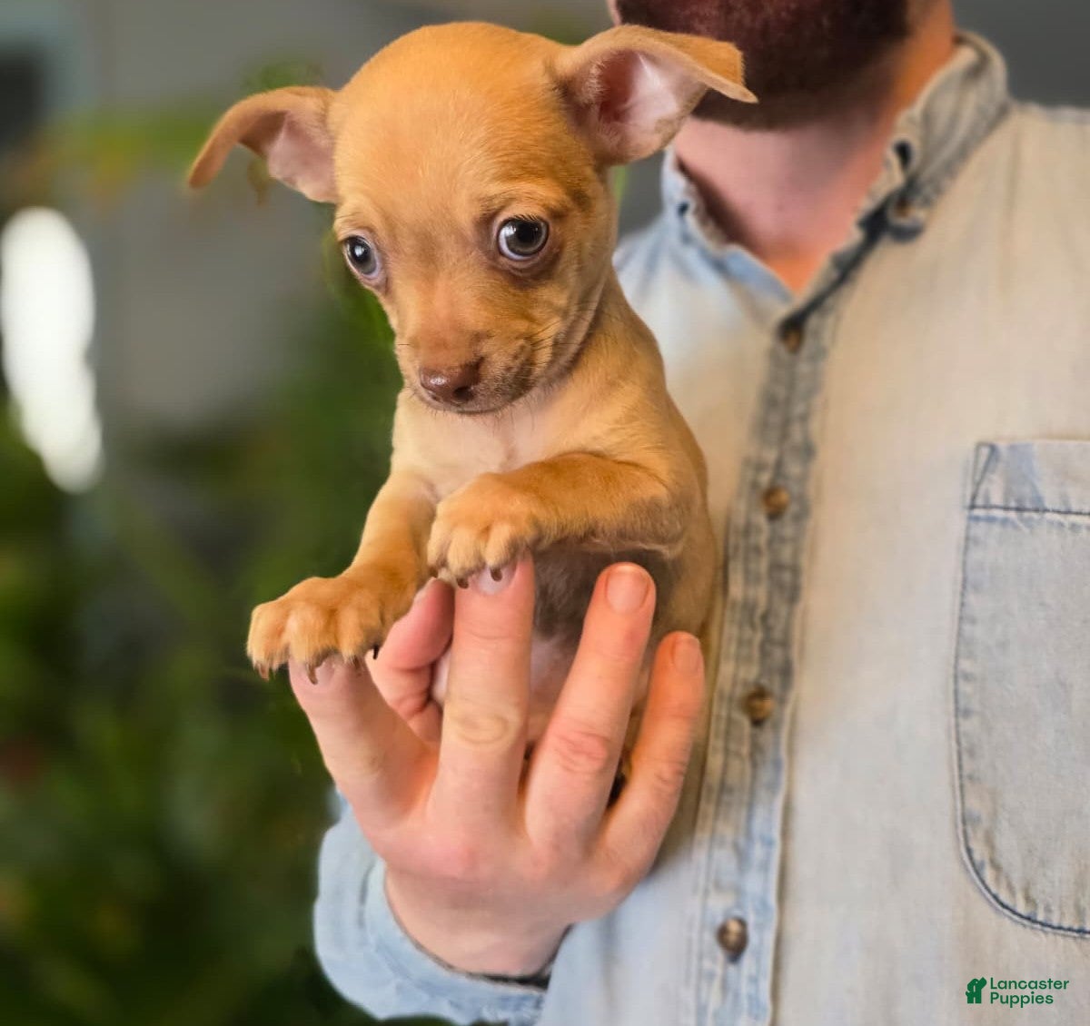 Chihuahua dogs Brandy  - Ad 16