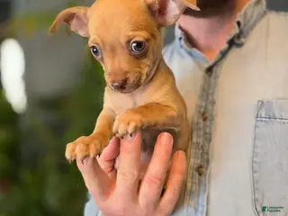 Chihuahua dogs Brandy - Ad 16