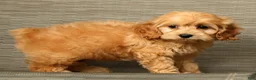Cockapoo dogs for sale: Millie - Ad 8