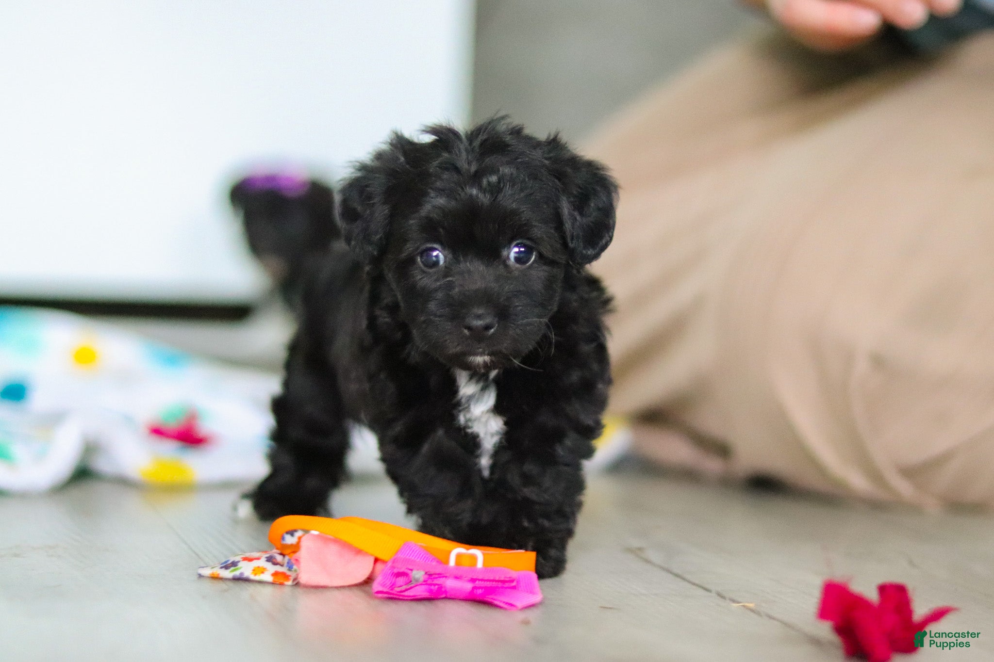 Yorkiepoo dogs Brooke - Ad 1