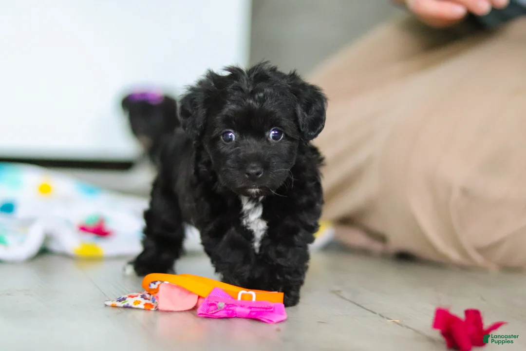 Yorkiepoo dogs for sale: Brooke - Ad 1