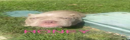 American Bully dogs for sale: American Bully 2 - Ad 8