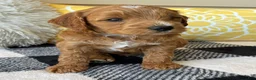 Mini Goldendoodle dogs for sale: Mini Goldendoodle “Benji” - Ad 11