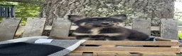 Pomsky dogs for sale: Duke - Ad 3