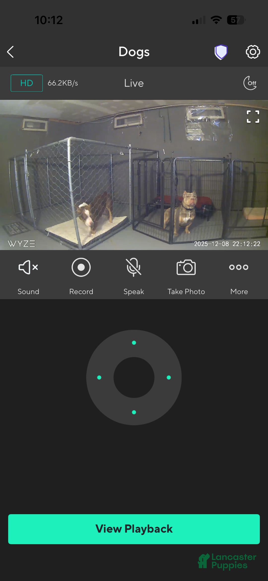 American Bully dogs for sale: Milli - Ad 10