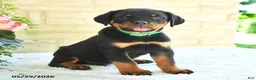 Rottweiler dogs for sale: Larry - Ad 2