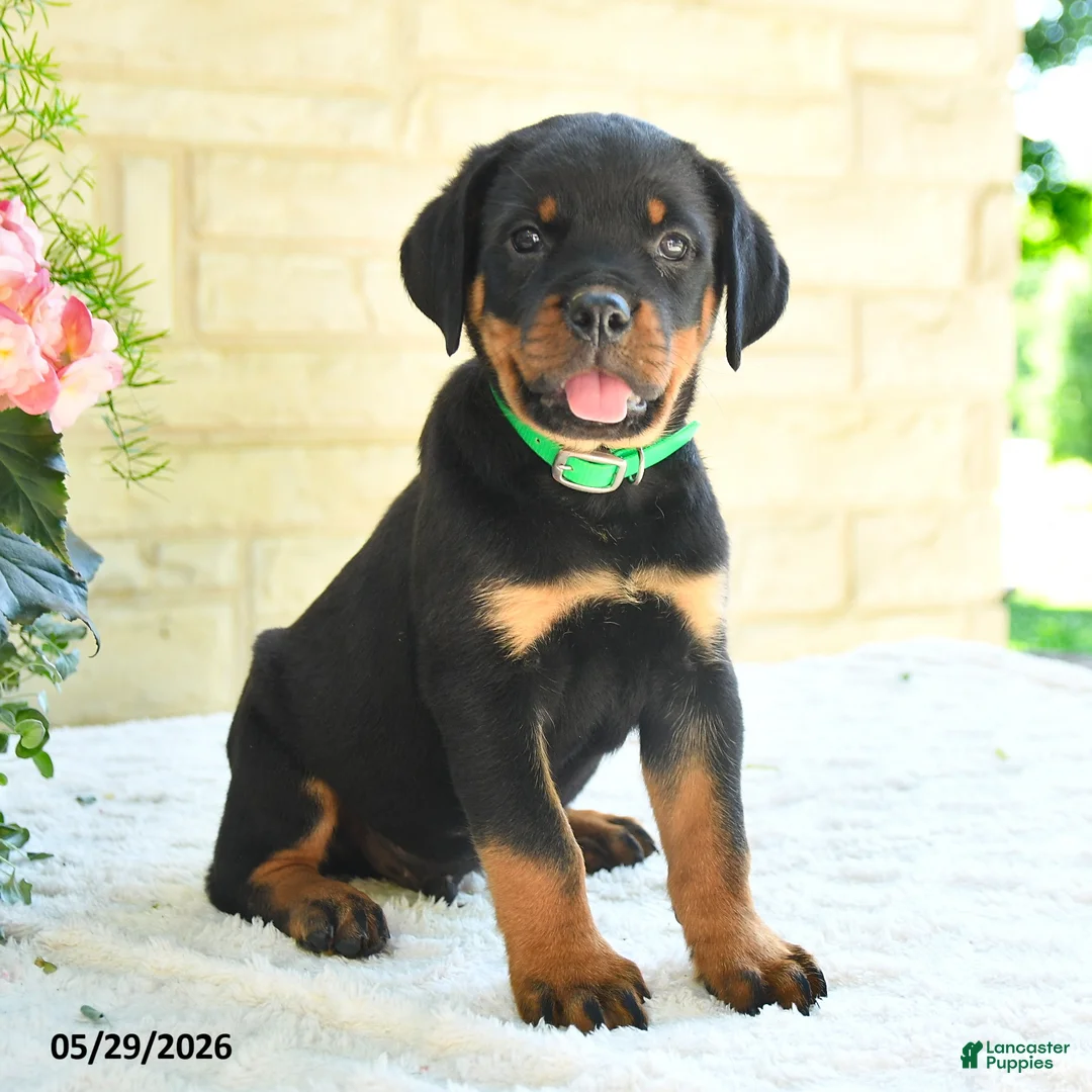 Rottweiler dogs for sale: Larry - Ad 2