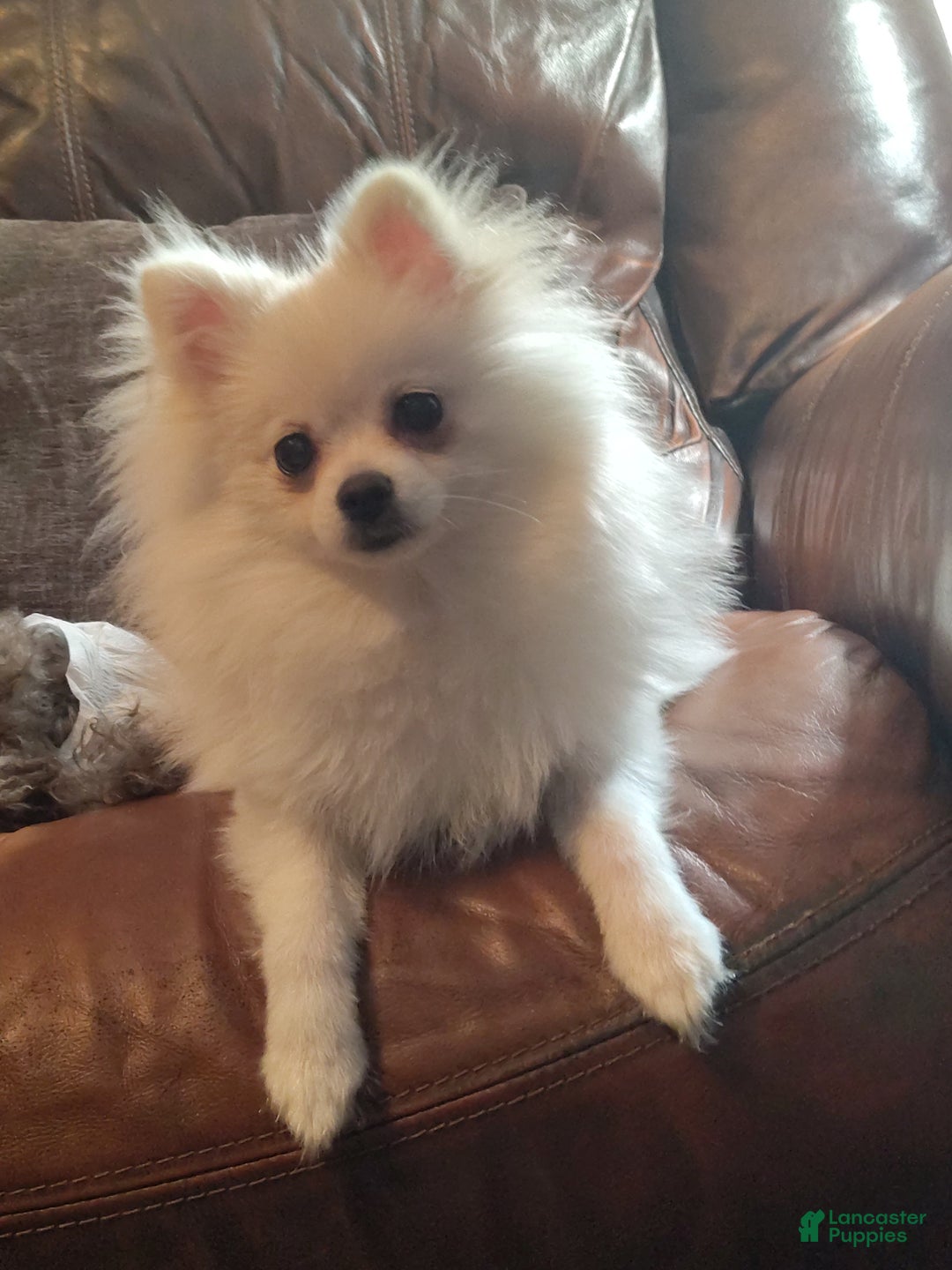 Pomeranian dogs for sale: Cecilia - Ad 6