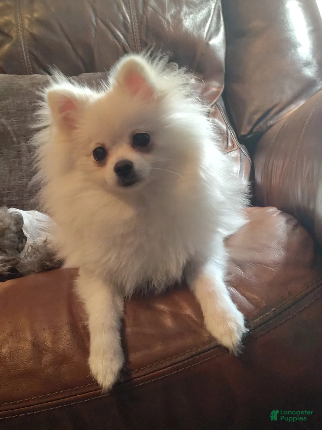 Pomeranian dogs for sale: Cecilia - Ad 7