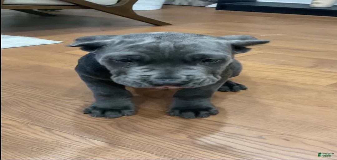 Gallery Image {{count}}