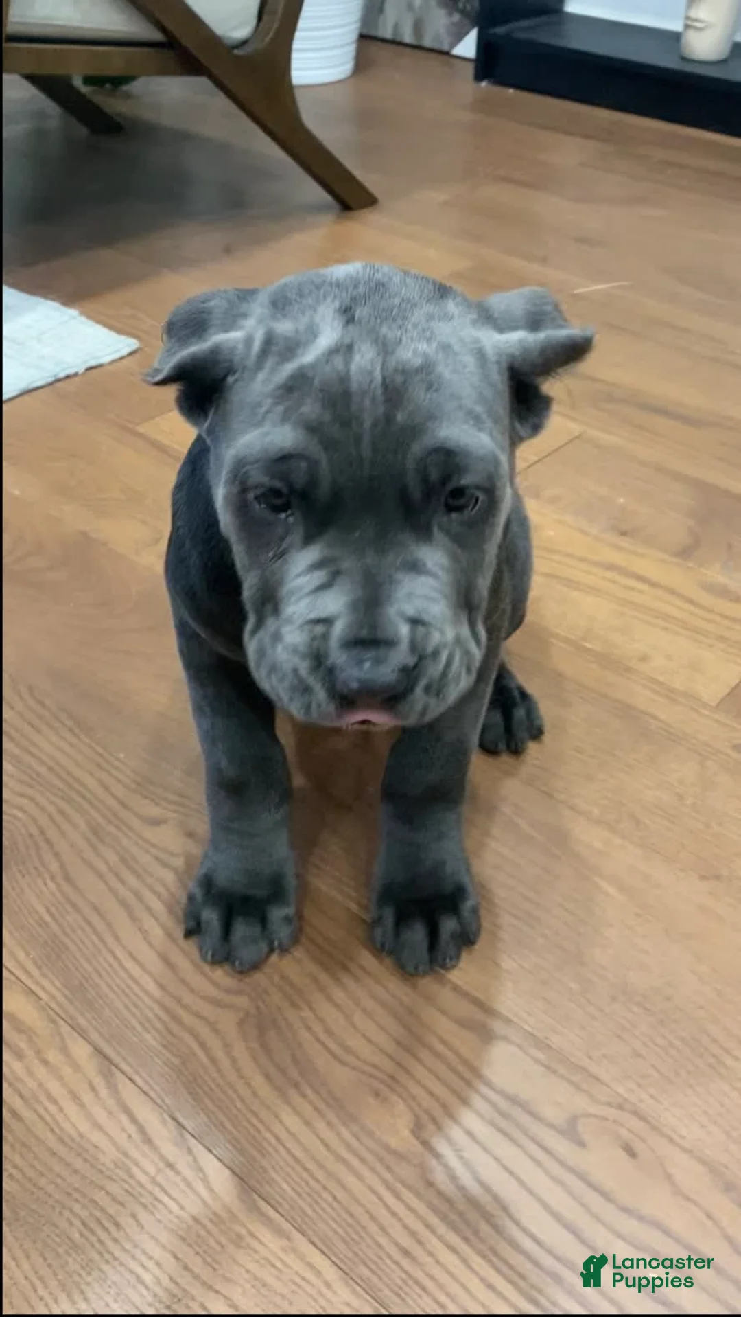 Gallery Image {{count}}