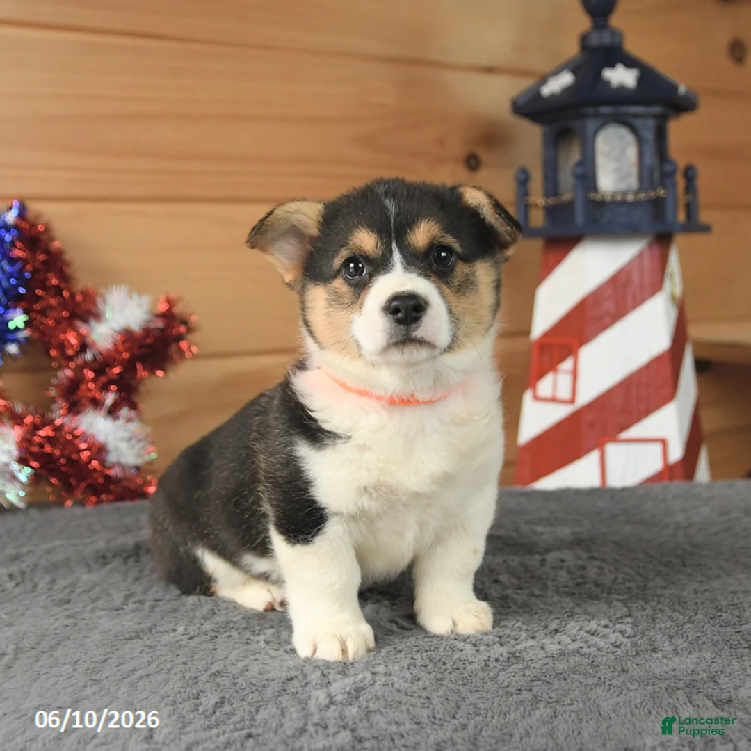 Welsh Corgi Pembroke dogs for sale: Paul Revere - Ad 5