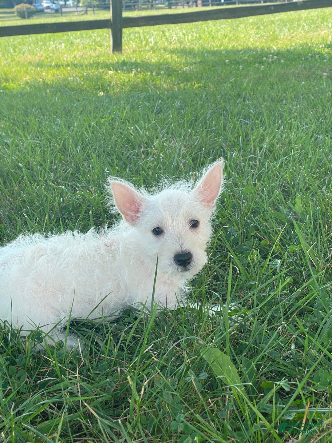West Highland Terrier dogs for sale: Wanda - Ad 6