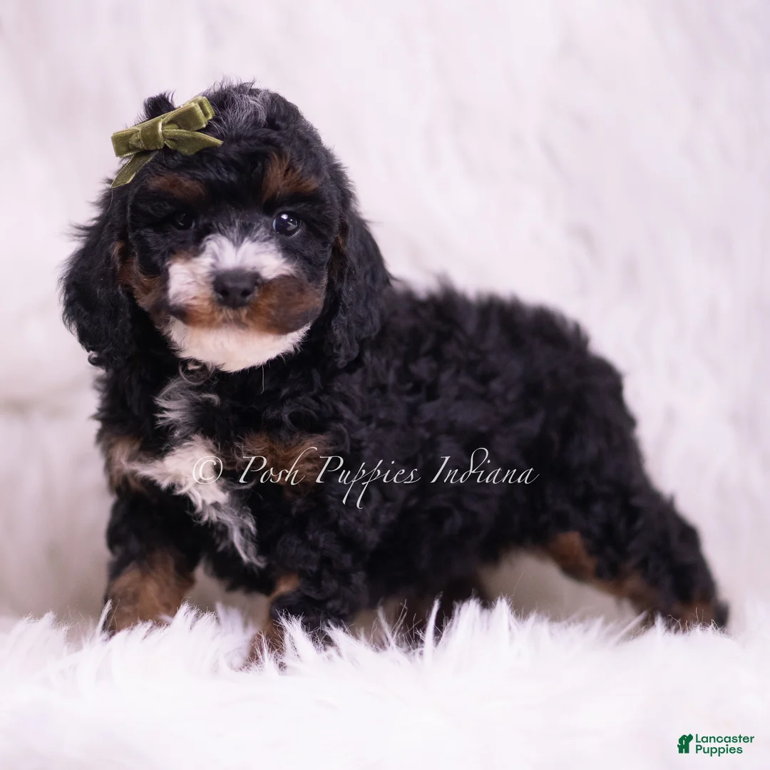 Toy Poodle dogs for sale: Peanut - Ad 5
