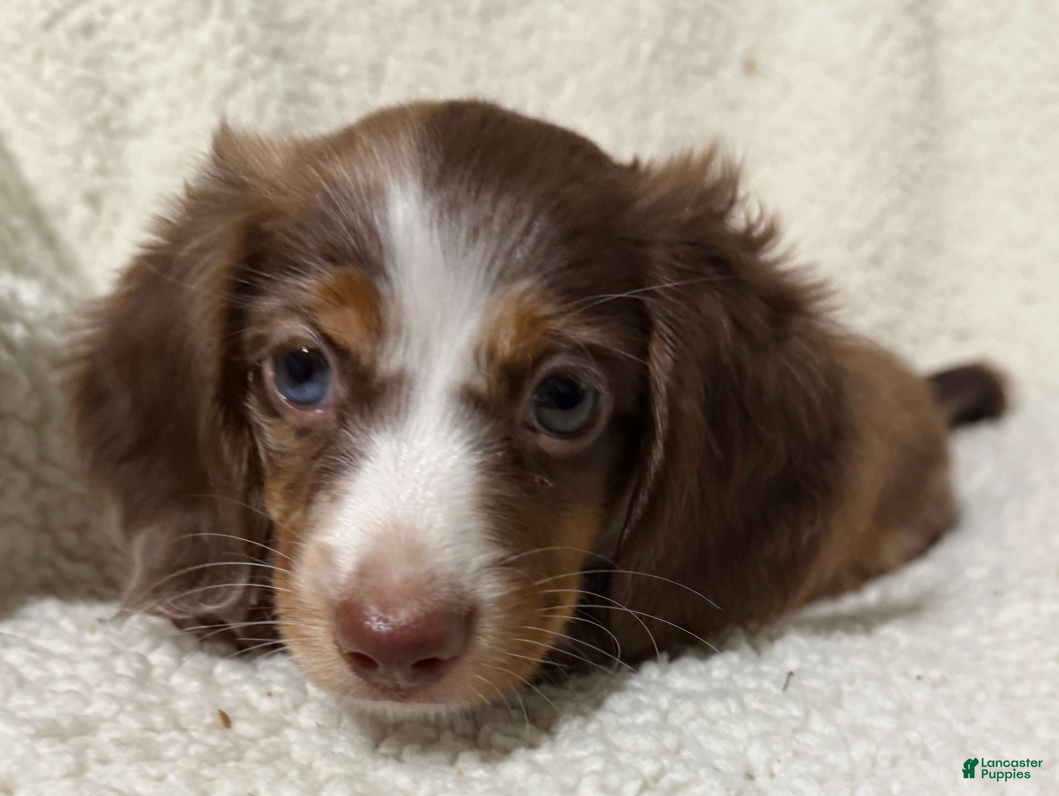 Miniature Dachshund dogs BLAZE - Ad 2