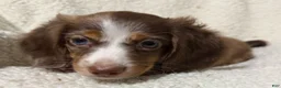 Miniature Dachshund dogs for sale: BLAZE - Ad 2