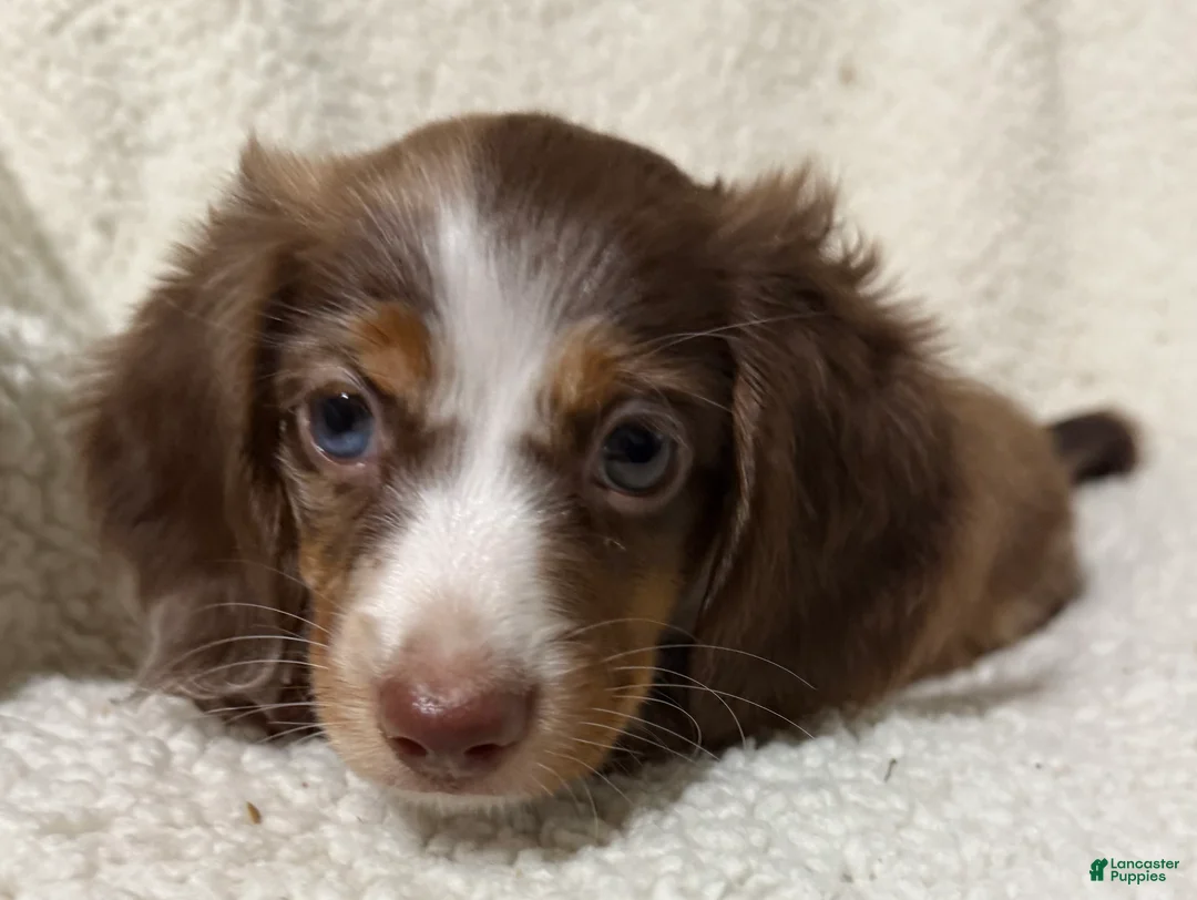 Miniature Dachshund dogs for sale: BLAZE - Ad 2