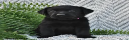 Labrador Retriever dogs for sale: Tripsey  - Ad 3