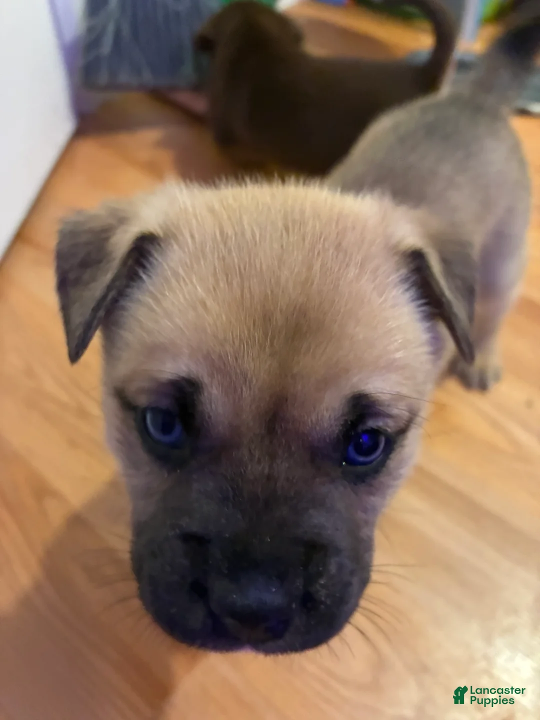 Mixed Breed dogs for sale: Bandit - Ad 1