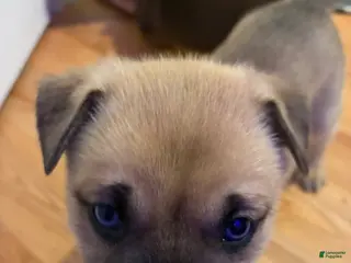 Mixed Breed dogs for sale: Bandit - Ad 2