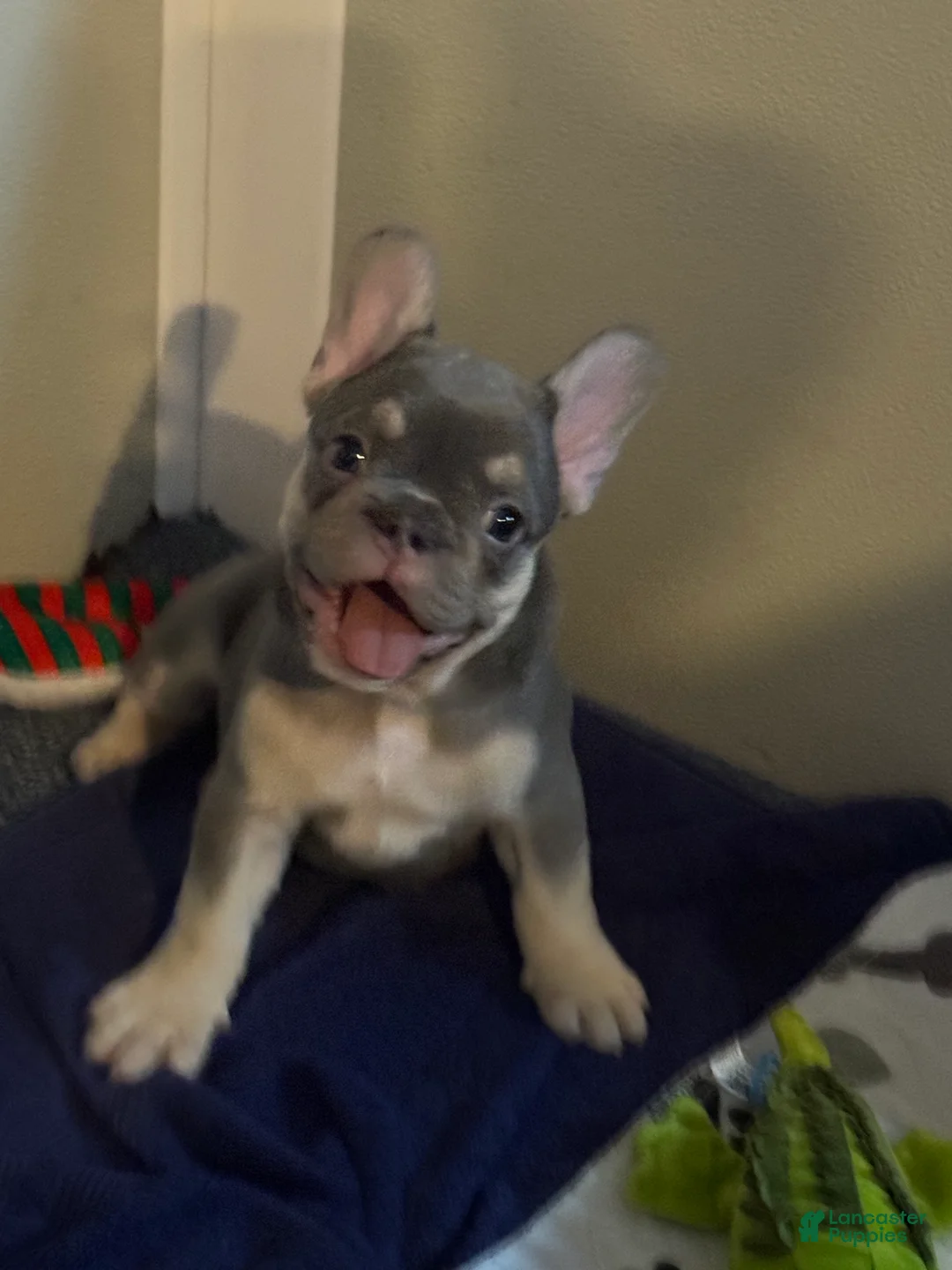 French Bulldog dogs for sale: French Bulldog Puppy 1 - Ad 2