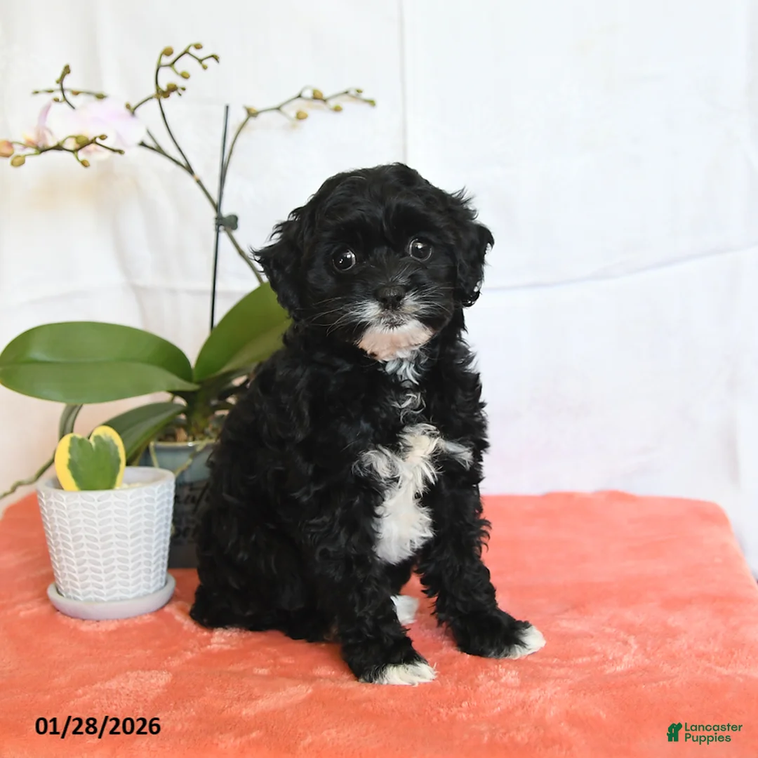 Cavapoo dogs for sale: Rosie - Ad 2