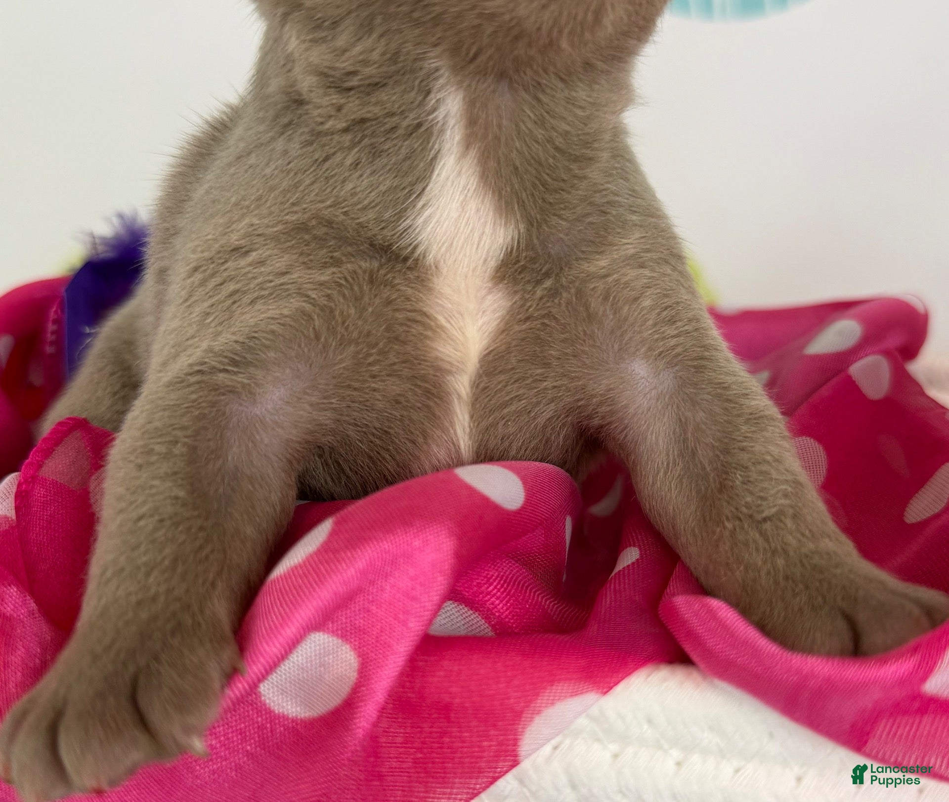 Frenchton dogs for sale: Lola-DNA OFA - Ad 2
