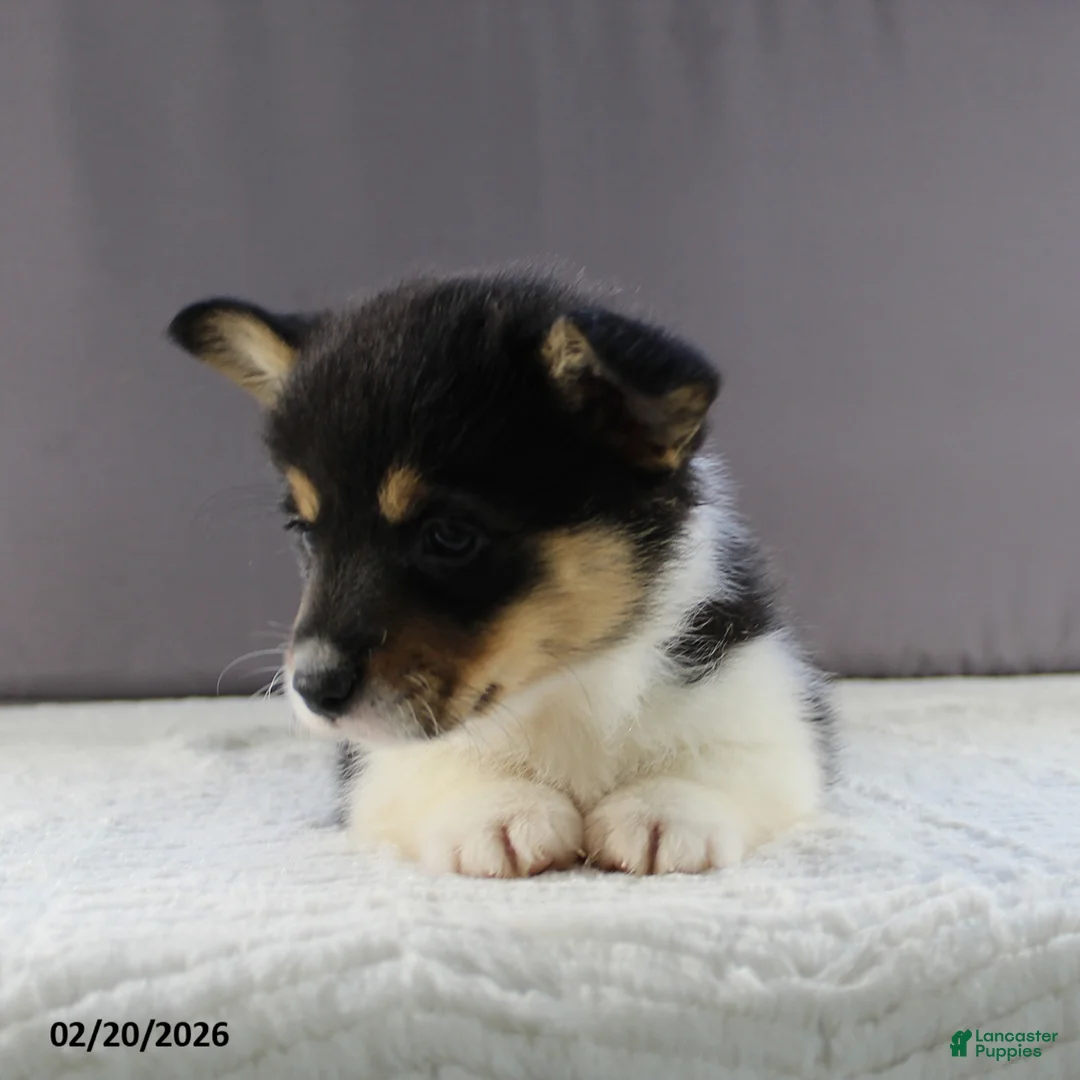 Welsh Corgi Pembroke dogs for sale: Rosa  - Ad 4