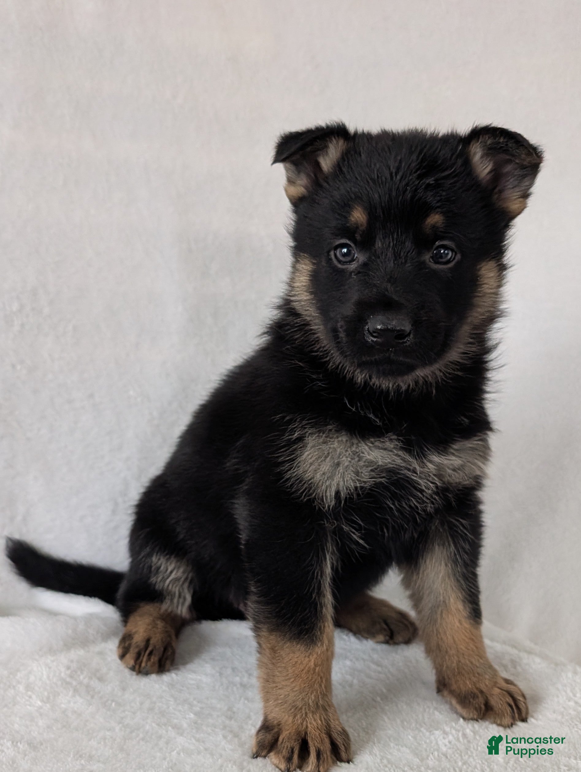 German Shepherd dogs Fancy  - Ad 1