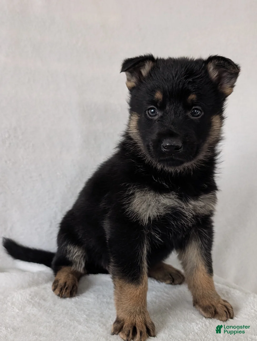 German Shepherd dogs for sale: Fancy  - Ad 1