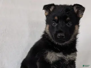 German Shepherd dogs for sale: Fancy - Ad 4