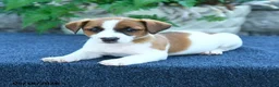 Jack Russell Terrier dogs for sale: Jade - Ad 4