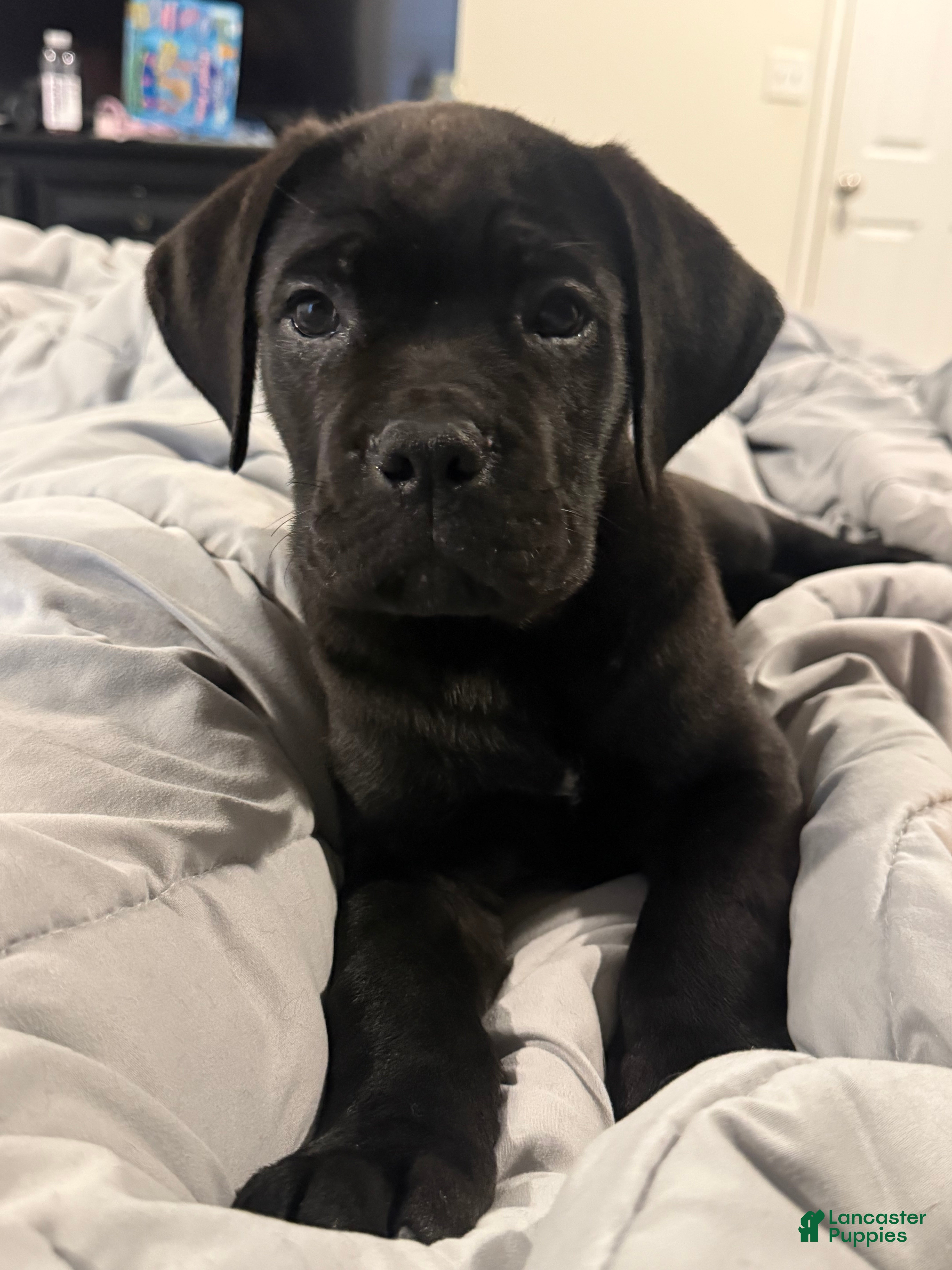 Cane Corso dogs Cane Corso Puppy 3 - Ad 1