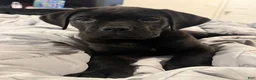 Cane Corso dogs for sale: Cane Corso Puppy 3 - Ad 3