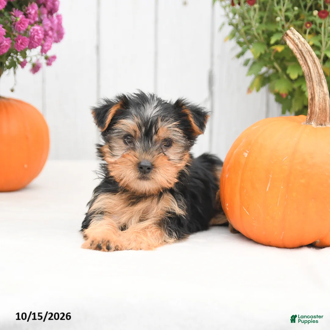 Yorkshire Terrier dogs for sale: Heidi - Ad 2