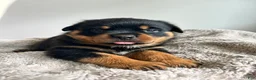 Rottweiler dogs for sale: Maple - Ad 3