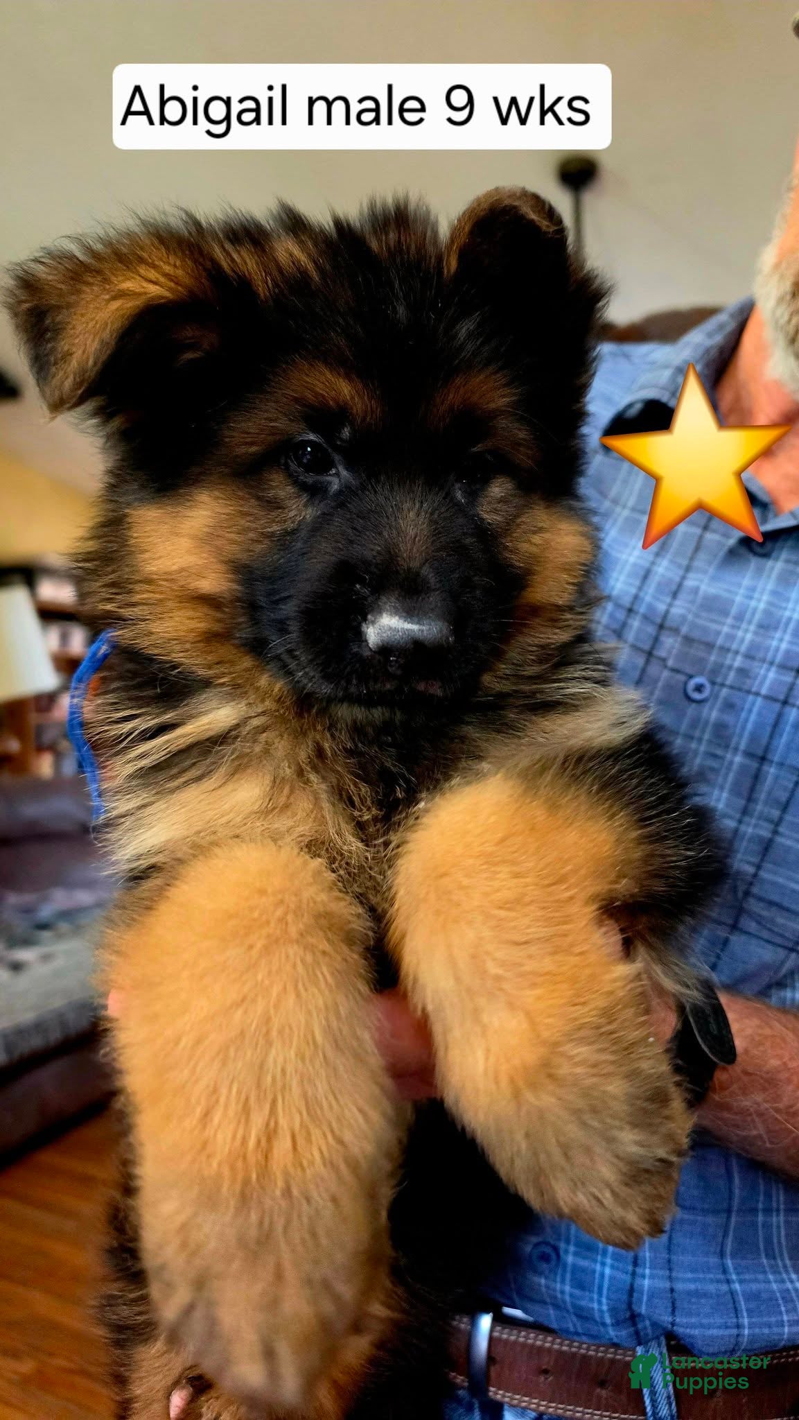 German Shepherd dogs German Shepherd 1 - Ad 22